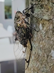 Amphipsalta cingulata