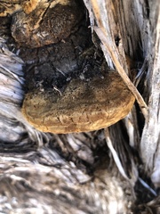 Pyrofomes juniperinus
