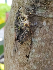 Amphipsalta cingulata