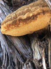 Pyrofomes juniperinus