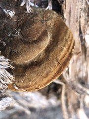 Pyrofomes juniperinus