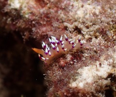 Coryphellina exoptata