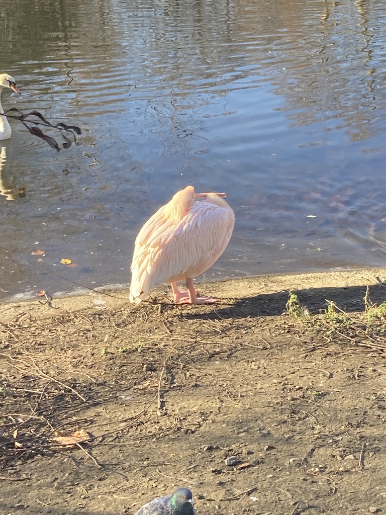 큰사다새 in 2월 2023 by Richard Littauer · iNaturalist 큰사다새 (Pelecanus onocrotalus)
