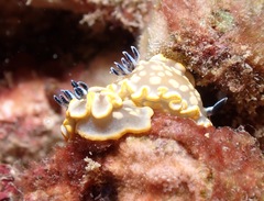 Ardeadoris tomsmithi