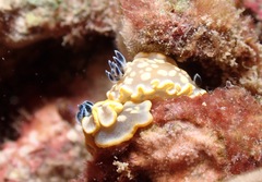 Ardeadoris tomsmithi