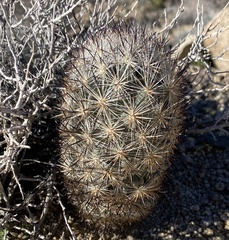 Escobaria alversonii