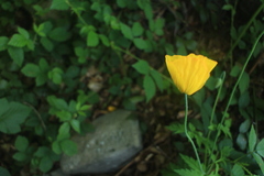Papaver cambricum