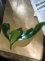 Placospermum coriaceum