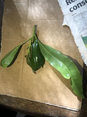 Placospermum coriaceum