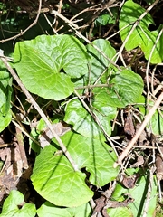 Asarum caudatum