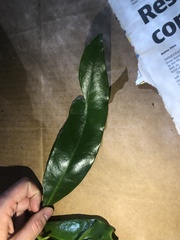 Placospermum coriaceum