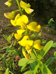 Crotalaria retusa