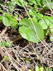Asarum caudatum