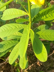 Crotalaria retusa