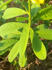 Crotalaria retusa