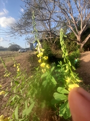 Crotalaria retusa