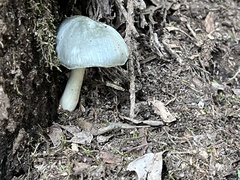 Pluteus salicinus
