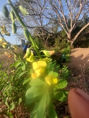 Crotalaria retusa