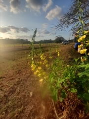Crotalaria retusa