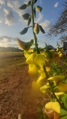 Crotalaria retusa