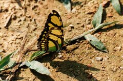 Philaethria dido