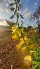 Crotalaria retusa