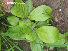 Pseudoconyza viscosa