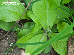 Pseudoconyza viscosa