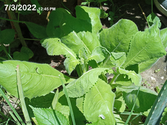 Pseudoconyza viscosa