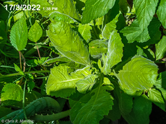Pseudoconyza viscosa