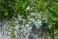 Cerastium tomentosum