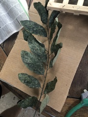 Cnesmocarpon dasyantha