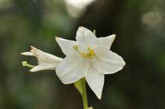 Lilium candidum