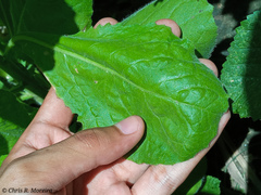 Pseudoconyza viscosa