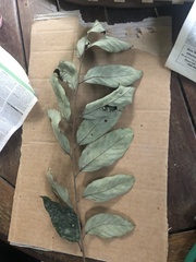 Cnesmocarpon dasyantha