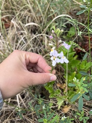 Pitraea cuneato-ovata