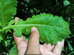 Pseudoconyza viscosa
