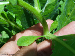 Pseudoconyza viscosa