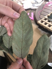 Cnesmocarpon dasyantha