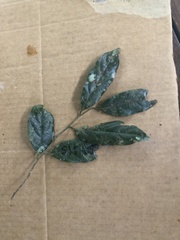 Cryptocarya