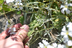 Cerastium tomentosum