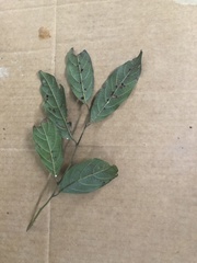 Cryptocarya