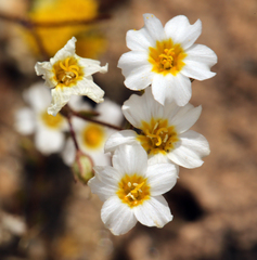 Linanthus inyoensis