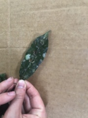 Cryptocarya