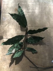Guioa acutifolia