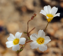Linanthus inyoensis