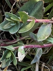 Lythrum hyssopifolia