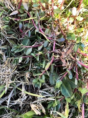 Lythrum hyssopifolia