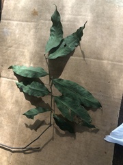 Guioa acutifolia