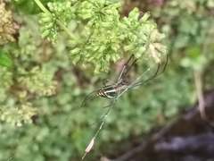 Leucauge celebesiana